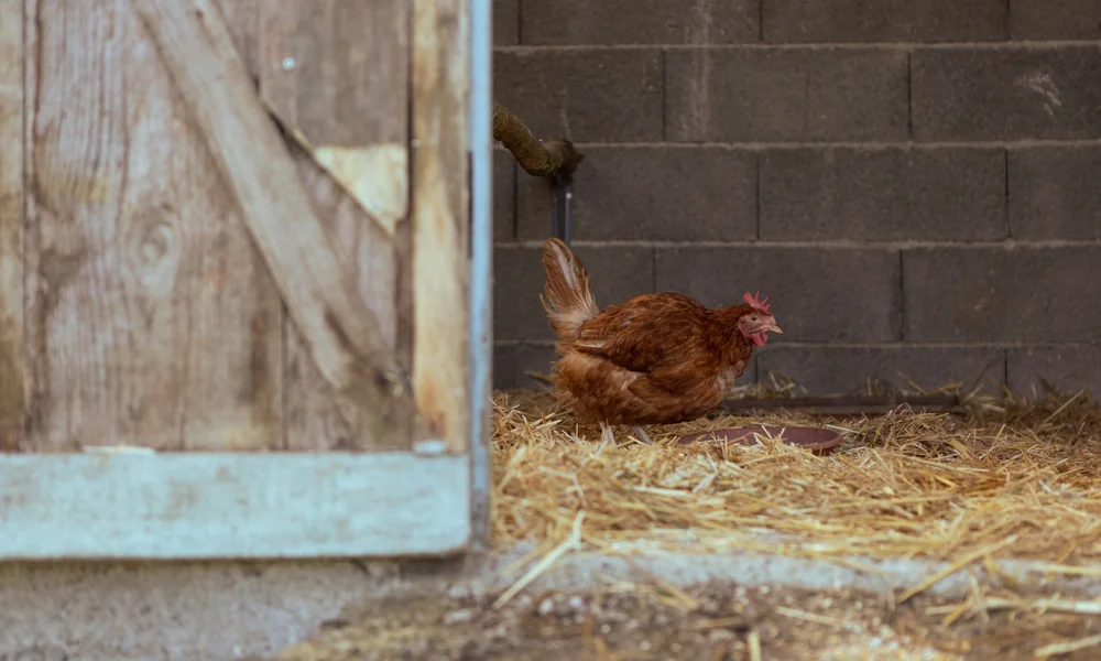 Poule rousse marche sur une litière de paille propre près de la porte du poulailler