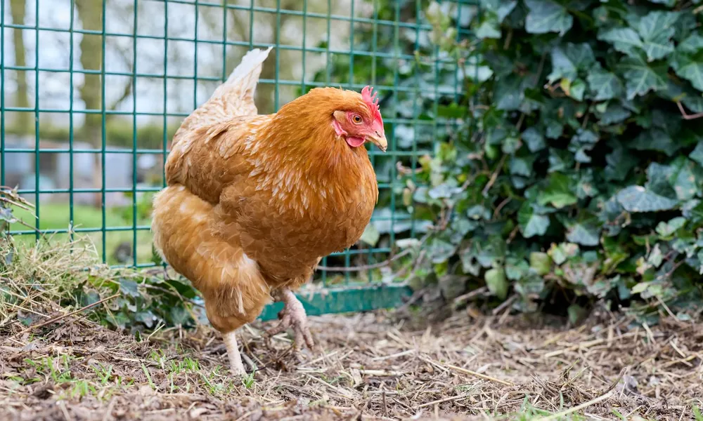 Poule rousse longe la clôture grillagée verte d'un enclos bordé de lierre