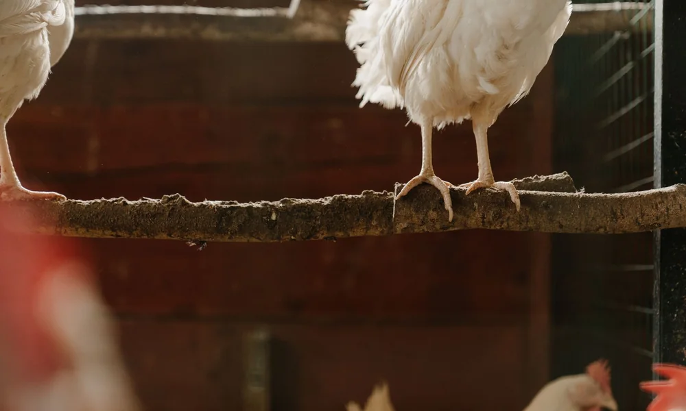 Pattes d'une poule agrippées à un perchoir en bois dans la pénombre chaude de l'abri