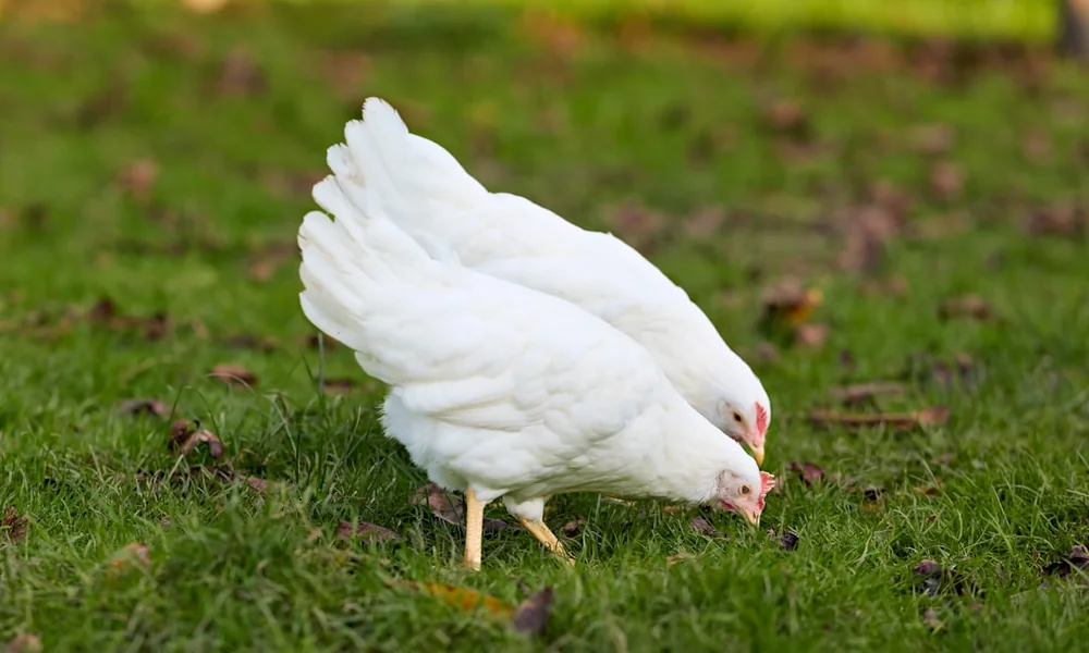 Deux poules blanches picorent l'herbe verte parsemée de feuilles mortes