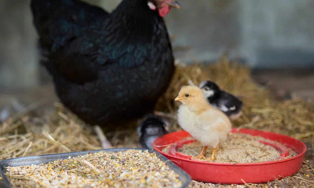 Poule noire et poussins autour d'un plateau de graines posé sur la litière