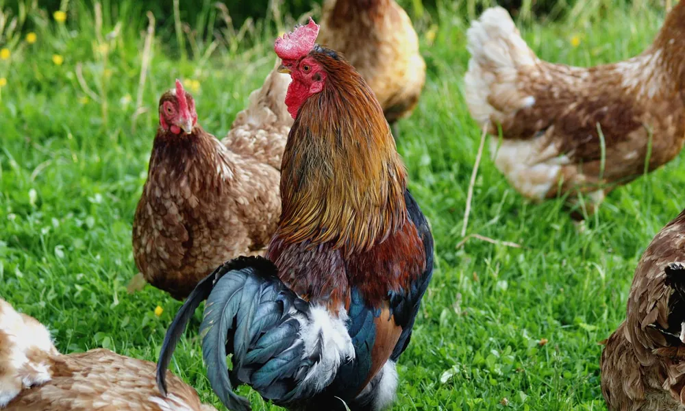 Coq doré entouré de plusieurs poules dans un pré fleuri de boutons d'or