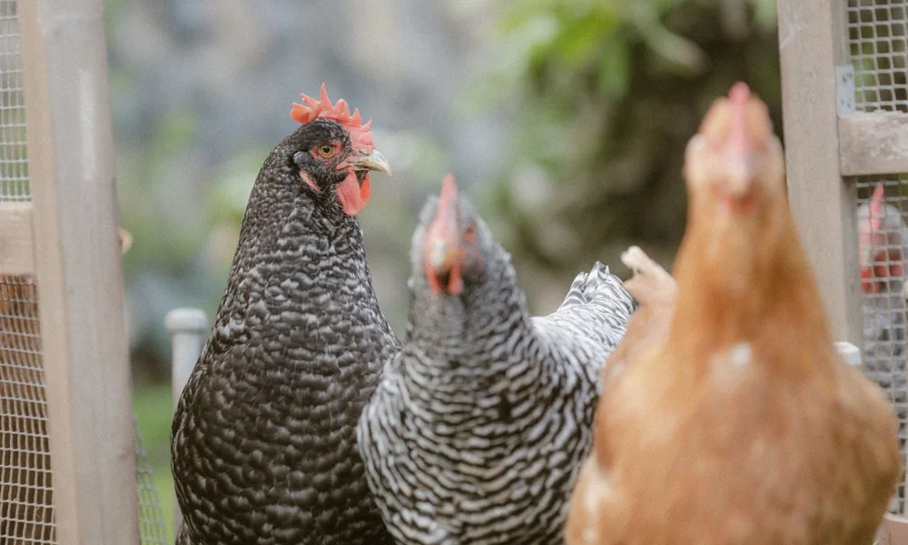 Deux poules sortent d'un poulailler en bois et grillage vers un mur de pierre
