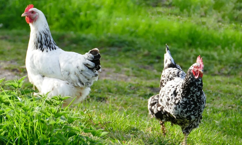 Poule Sussex et poule argentée cherchent leur nourriture dans un pré vert au soleil