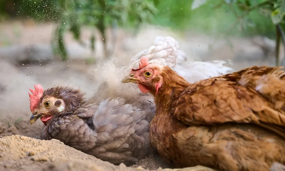 Deux poules se roulent dans un creux de terre meuble pour leur bain de poussière