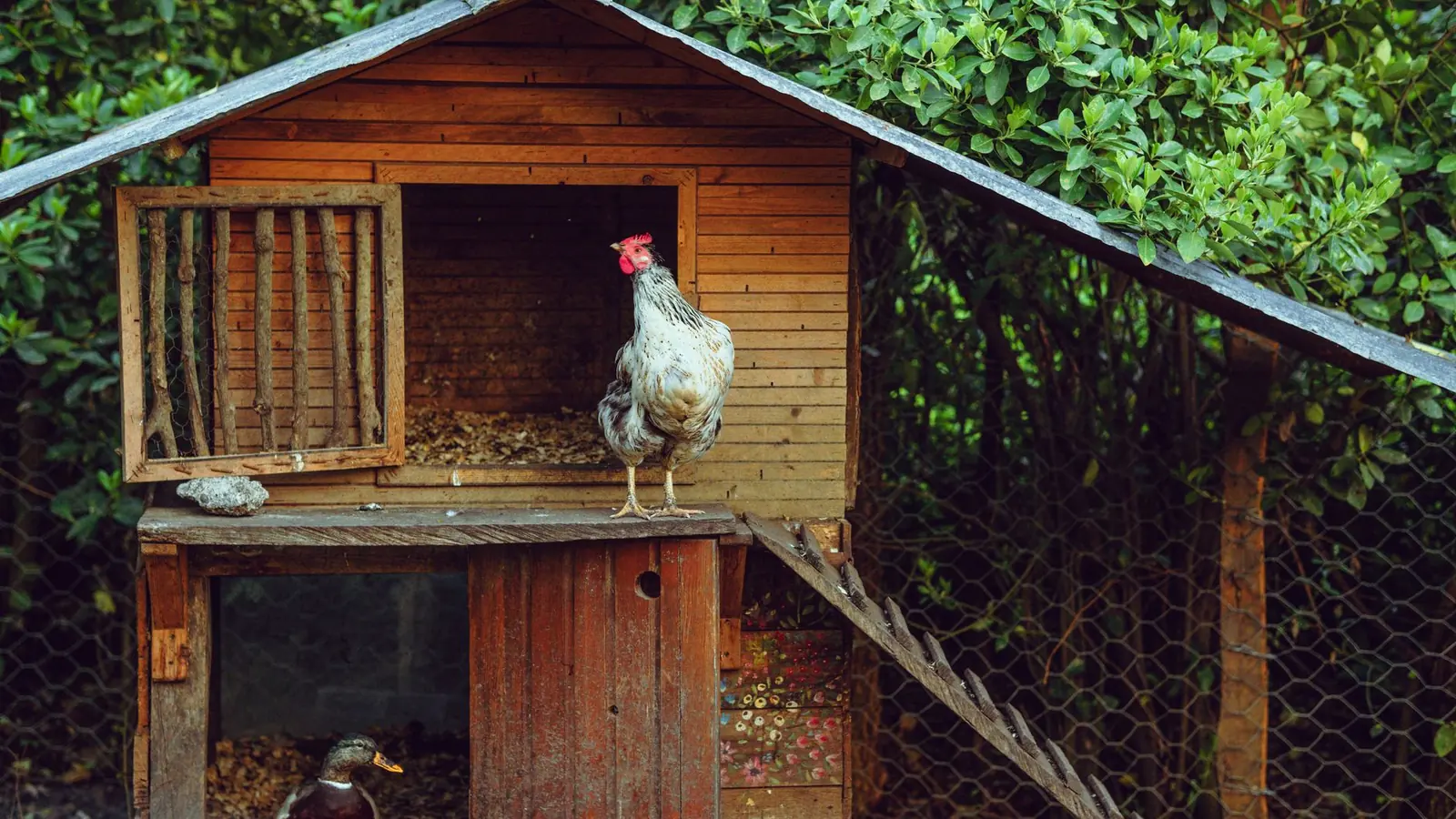 Poulailler en bois avec trappe ouverte, une poule sur la plateforme et un canard au sol devant une haie